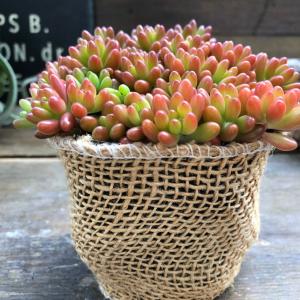 虹の玉 多肉植物 セダム インテリア ガーデニングの詳細画像2