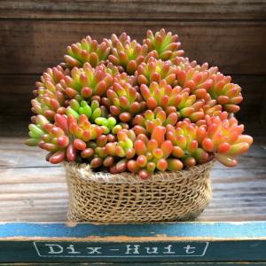 虹の玉 多肉植物 セダム インテリア ガーデニングの詳細画像3