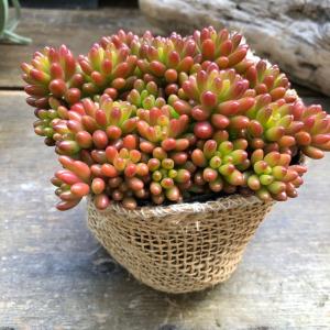 虹の玉 多肉植物 セダム インテリア ガーデニングの詳細画像5