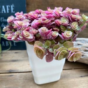 コーデックス：アデニア スピノーサ 実生*塊根幅6cm 現品！一品限り