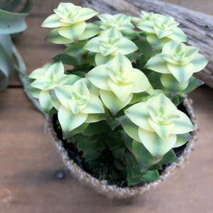 南十字星　幾重にも重なる　多肉植物　ガーデニング