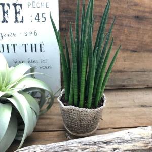 ミカド 高価で希少 バキュラリス 観葉植物 サ...の詳細画像2