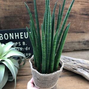 ミカド 高価で希少 バキュラリス 観葉植物 サ...の詳細画像3