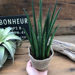 ミカド 高価で希少 バキュラリス 観葉植物 サ...の詳細画像5