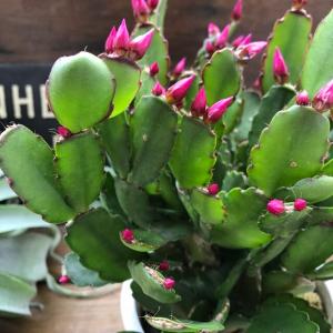 人気no 1 多肉植物 サボテン ギムノカリキウ T Lux ピンク斑 サイズ約2 8cm リング Floridaairtours Com