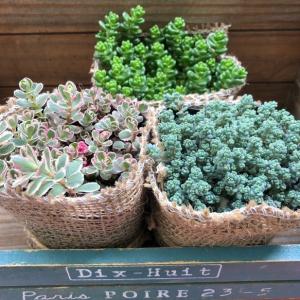 セダム3個　お得　多肉植物　