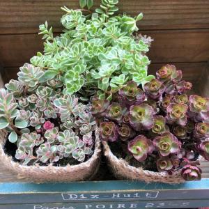 セダム3個 お得 多肉植物の詳細画像1