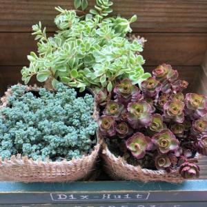 セダム3個 お得 多肉植物の詳細画像2