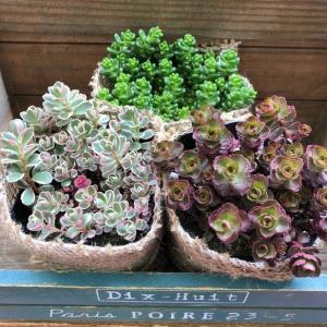 セダム3個 お得 多肉植物の詳細画像3