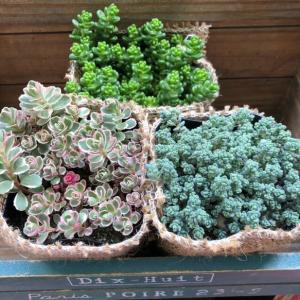 セダム3個 お得 多肉植物の詳細画像4