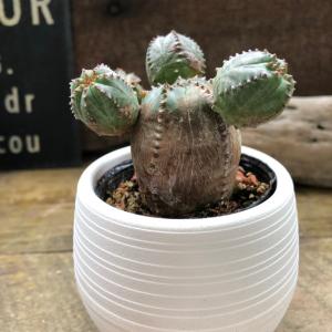 日本花キ流通 多肉植物 asリトープス ボルキー 多肉植物 リトープス