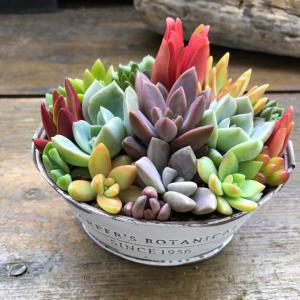 多肉植物 寄せ植えのランキングtop100 人気売れ筋ランキング Yahoo ショッピング