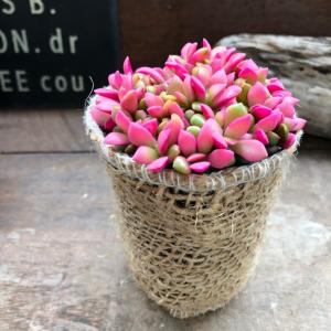 赤ちゃん桜吹雪 多肉植物 紅葉 可愛いの詳細画像3