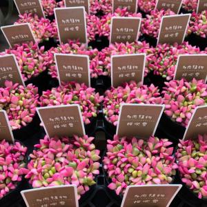 赤ちゃん桜吹雪 多肉植物 紅葉 可愛いの詳細画像4