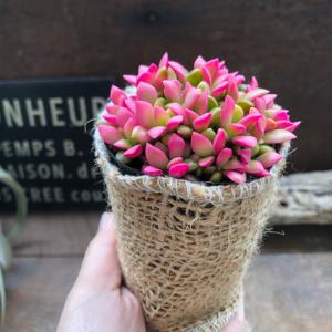 赤ちゃん桜吹雪 多肉植物 紅葉 可愛いの詳細画像5