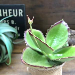 子宝草の商品一覧 通販 Yahoo ショッピング