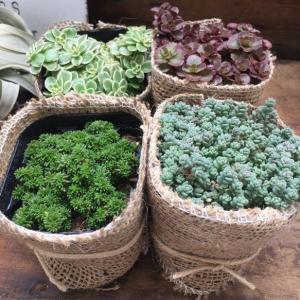 セダム４個セット SALE 早い物勝ち 麻布アレンジ 多肉植物 ガーデニング