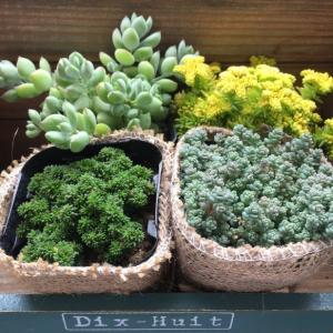 セダム4個セット SALE 早い物勝ち 麻布ア...の詳細画像1