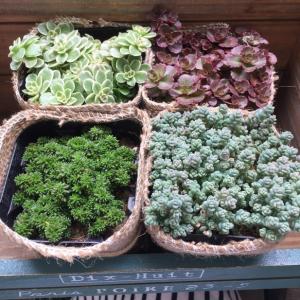セダム4個セット SALE 早い物勝ち 麻布ア...の詳細画像3