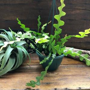 ドワーフタツタ スポア P.Willinckii 'dwarf Tatsuta' spore 一点物 検