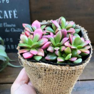 3号 桜吹雪 ピンクの多肉植物 インテリアの詳細画像3