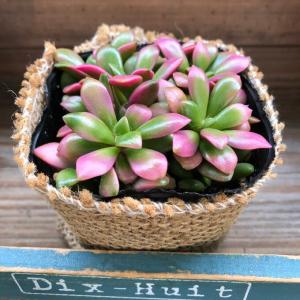 3号 桜吹雪 ピンクの多肉植物 インテリアの詳細画像5