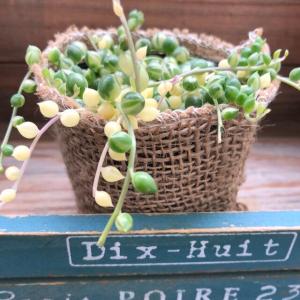 斑入りグリーンネックレスの商品一覧 通販 Yahoo ショッピング