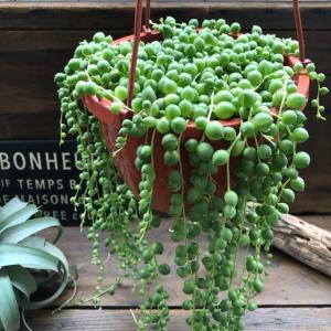 多肉植物 『 グリーンネックレス （ 緑の鈴 ） 』 7.5cmポット苗 : 花