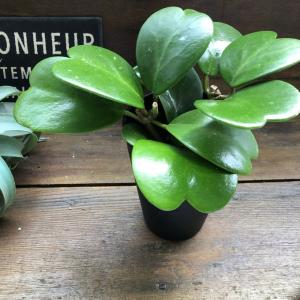 ハートホヤ 4号 ハートの葉っぱ 多肉植物 観葉植物の詳細画像1