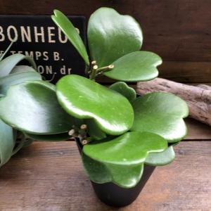 ハートホヤ 4号 ハートの葉っぱ 多肉植物 観葉植物の詳細画像2