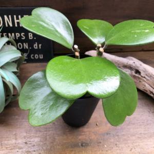 ハートホヤ 4号 ハートの葉っぱ 多肉植物 観葉植物の詳細画像4