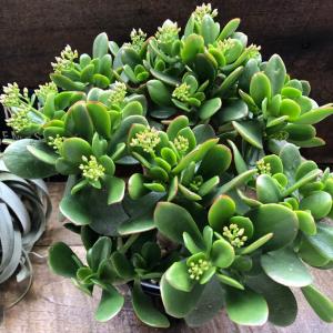 金のなる木 5号 花月 多肉植物 観葉植物 成金草の詳細画像5