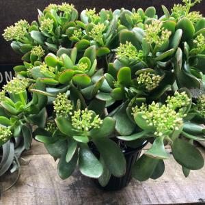金のなる木 5号 花月 多肉植物 観葉植物 成金草の詳細画像4