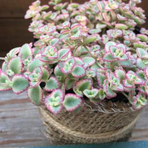 リトルミッシー ピンクの縁取り セダム 多肉植物の詳細画像2