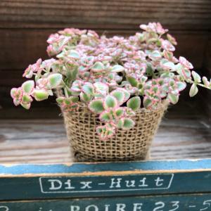 リトルミッシー ピンクの縁取り セダム 多肉植物の詳細画像3