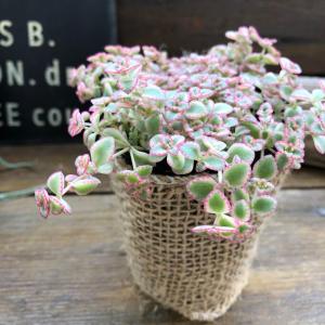 リトルミッシー ピンクの縁取り セダム 多肉植物の詳細画像4