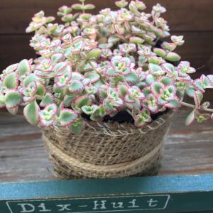 リトルミッシー ピンクの縁取り セダム 多肉植物の詳細画像5