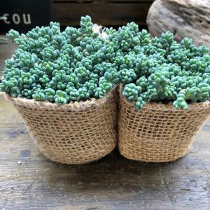 サボテン：ストロンボカクタス 菊水 綴化 自根*幅9cm 現品！一品限り