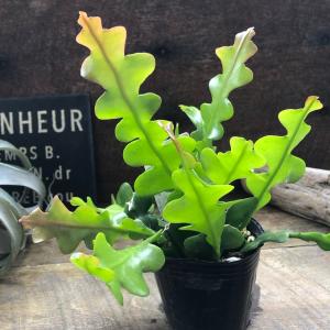 おしゃれ 観葉植物 キンモウコウ：ゴールデンモンキー タカワラビ*5号