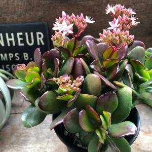 金のなる木 4号 花月 多肉植物 観葉植物 成金草の詳細画像4