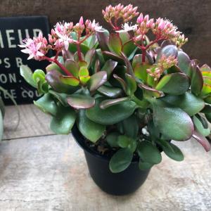 金のなる木 4号 花月 多肉植物 観葉植物 成金草の詳細画像5