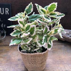 斑入り アロマティカス ゴキブリを寄せ付けないハーブ 多肉植物