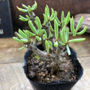 コーデックス：オトンナ ヘレー×アルミアナ 実生*M 幹幅4cm : 遊恵