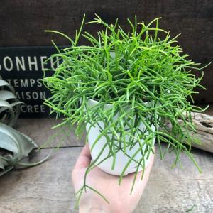 NO.1 リプサリス もりもり 白鉢 多肉植物...の詳細画像1