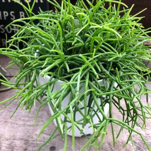 NO.1 リプサリス もりもり 白鉢 多肉植物...の詳細画像2