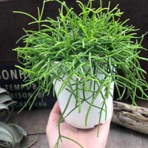 NO.1 リプサリス もりもり 白鉢 多肉植物...の詳細画像3