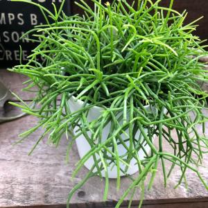 NO.1 リプサリス もりもり 白鉢 多肉植物...の詳細画像4