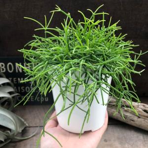 NO.1 リプサリス もりもり 白鉢 多肉植物...の詳細画像5