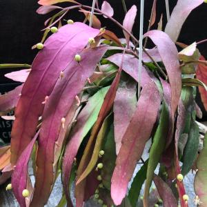 観葉植物：リプサリス ラムローサ*7号吊り鉢 : 遊恵盆栽 Yahoo!店