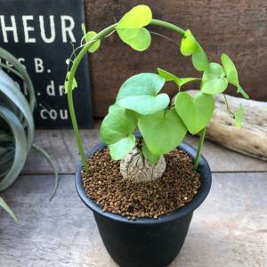 ☆*☆様 メキシコ亀甲竜（SBラベル）　塊根植物　珍奇植物　ディオスコレア・メキ ☆*☆様 メキシコ亀甲竜（SBラベル） 塊根植物 珍奇植物